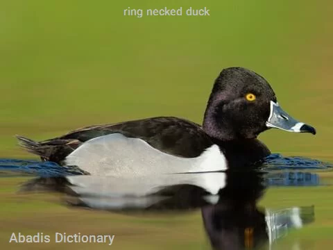 ring necked duck
